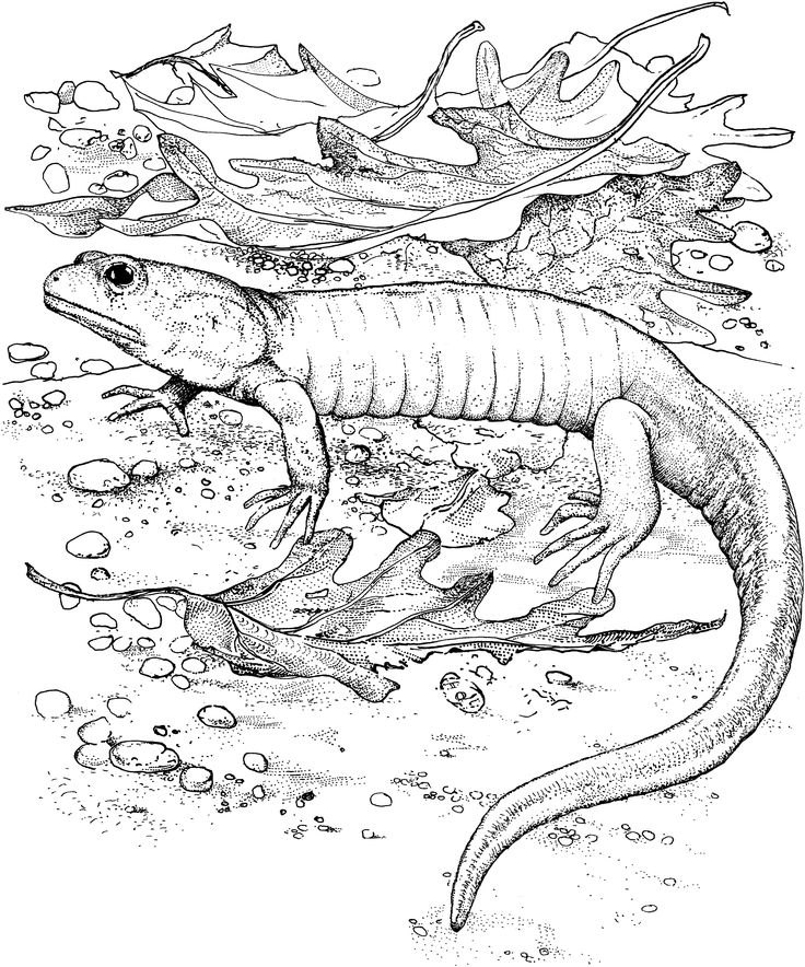 Free printable lizard coloring pages for kids dragon coloring page coloring pages animal coloring pages