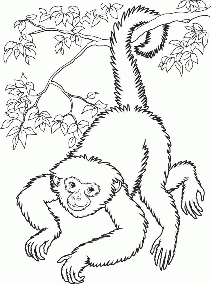 Monkey coloring pages realistic monkey coloring pages animal coloring pages coloring pages to print