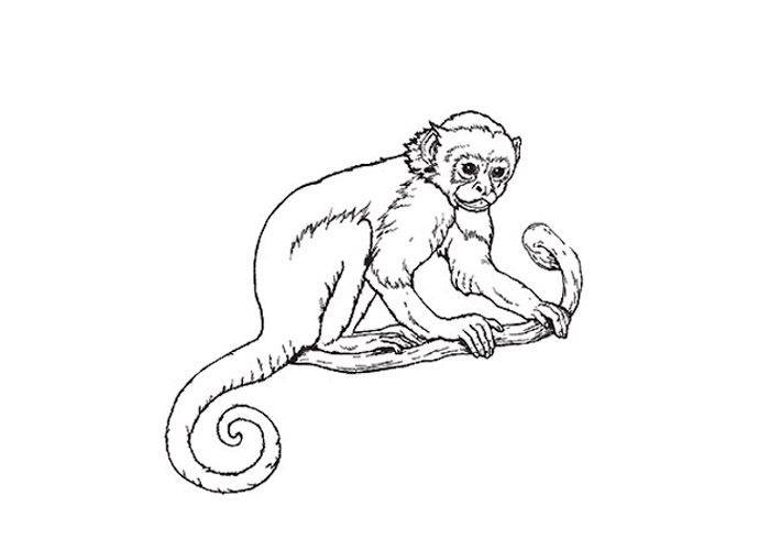 Monkey coloring page