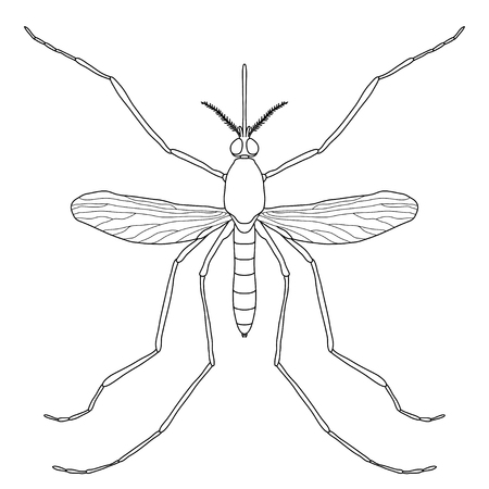 Insect a realistic mosquito culex pipiens mosquito silhouette mosquito isolated on white background mosquito design for coloring book hand