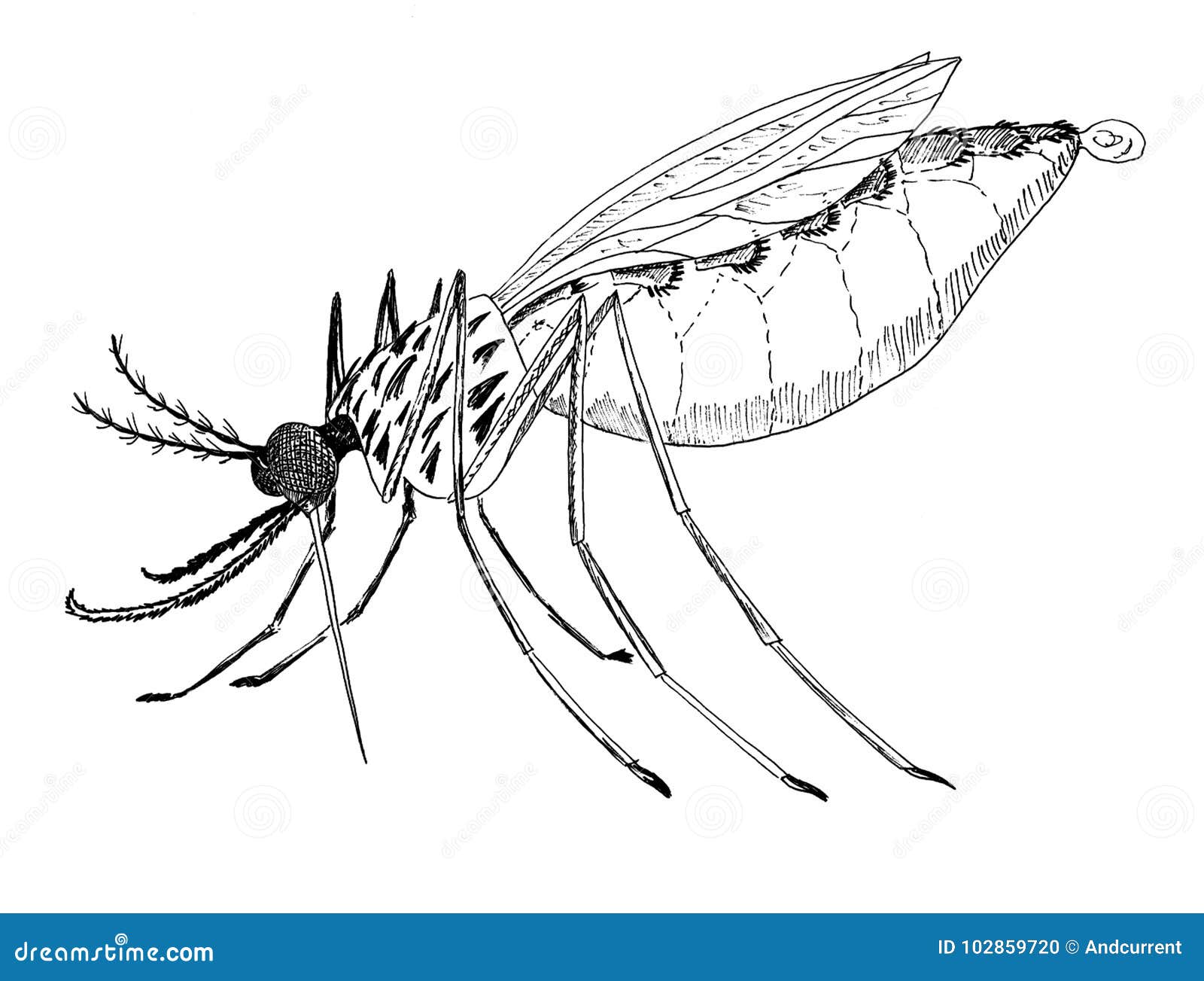 Mosquito drawing stock illustrations â mosquito drawing stock illustrations vectors clipart