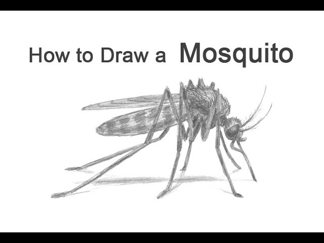 How to draw a osquito