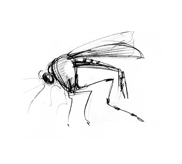 Mosquito drawings stock photos pictures royalty