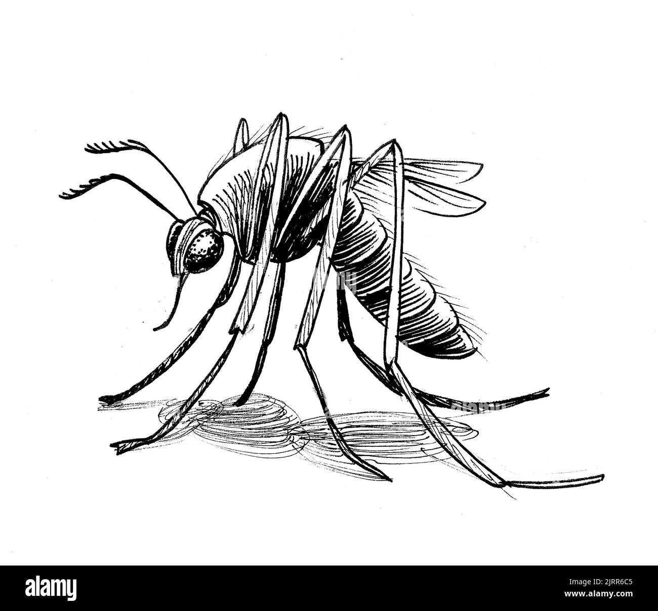 Mosquito drawing hi