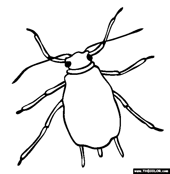 Insect online coloring pages