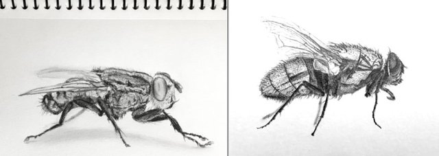 Mosquito graphite drawing tips