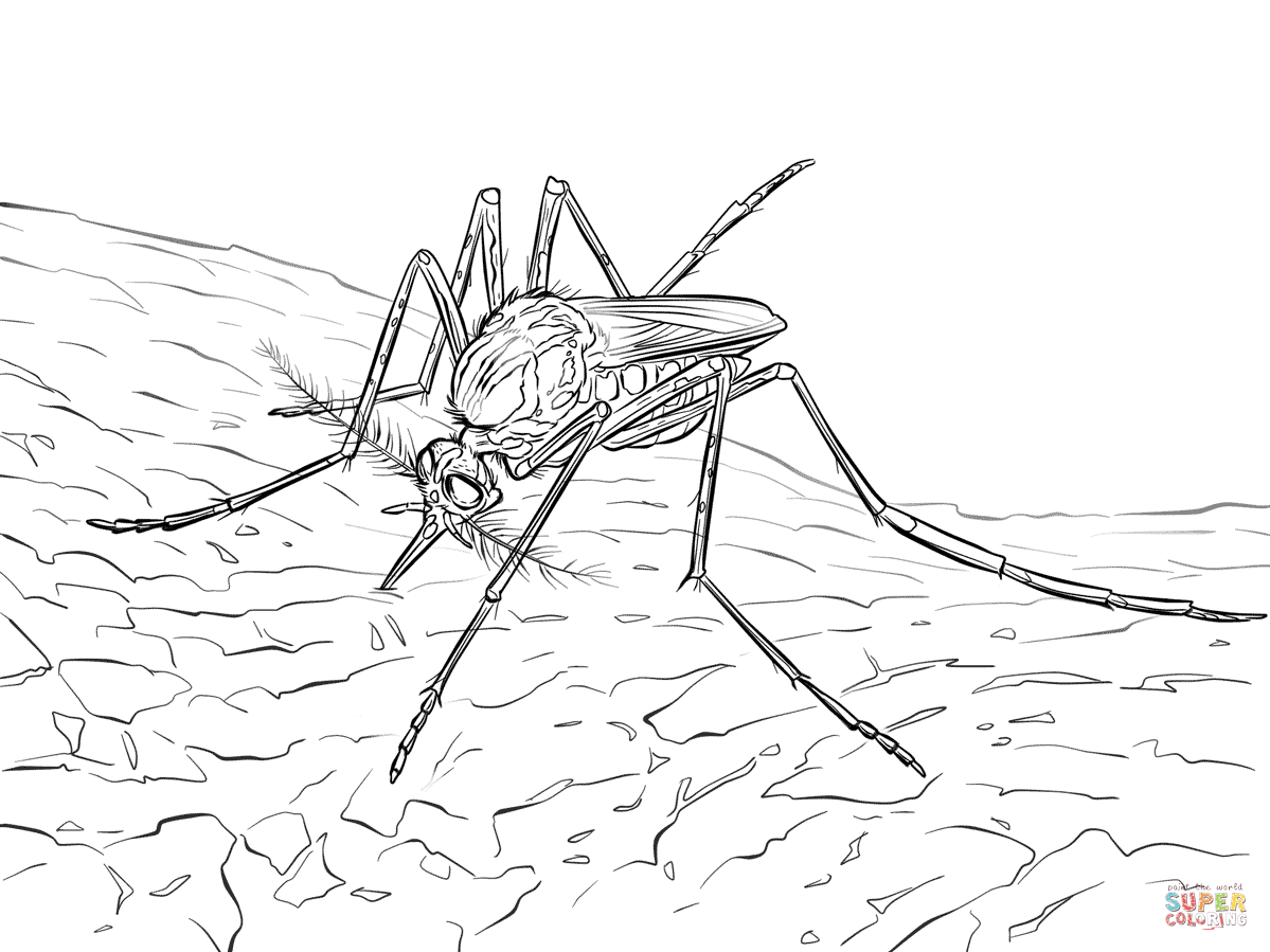 Yellow fever mosquito coloring page free printable coloring pages