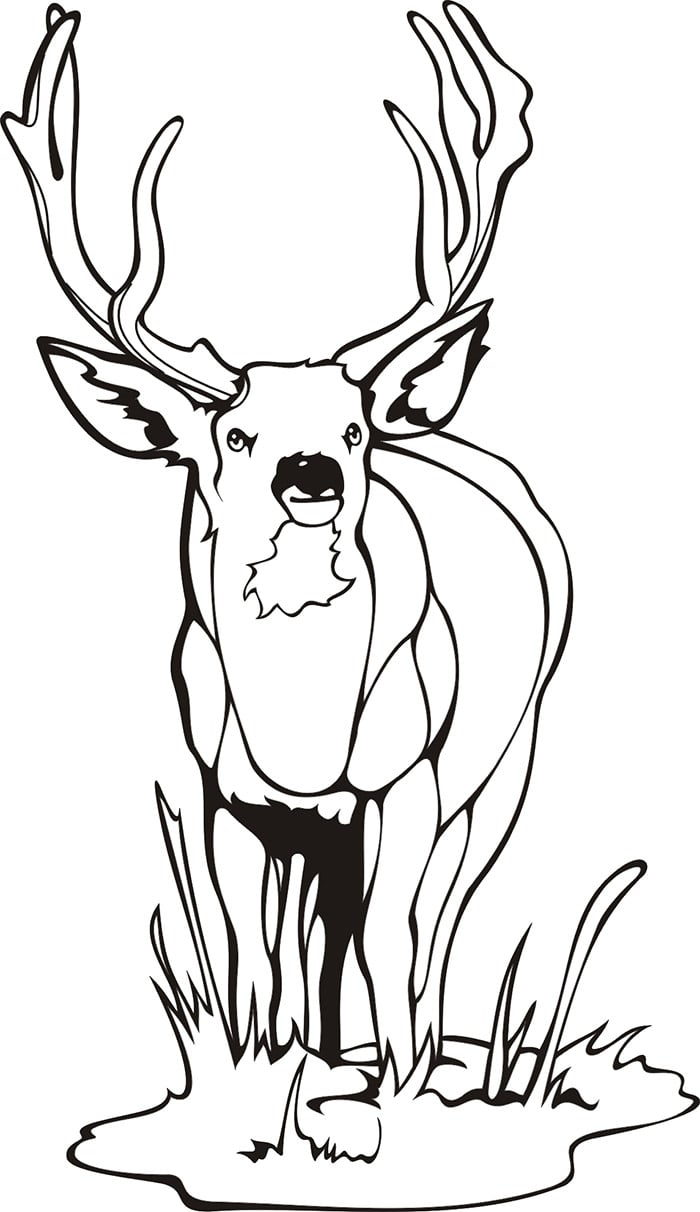 Deer s