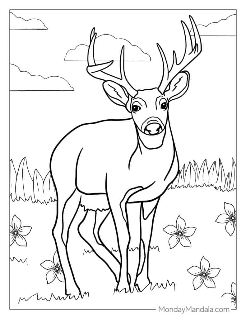 Deer coloring pages free pdf printables