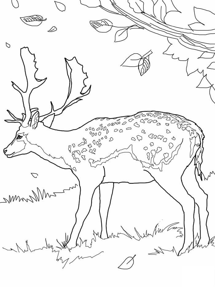 Deer s