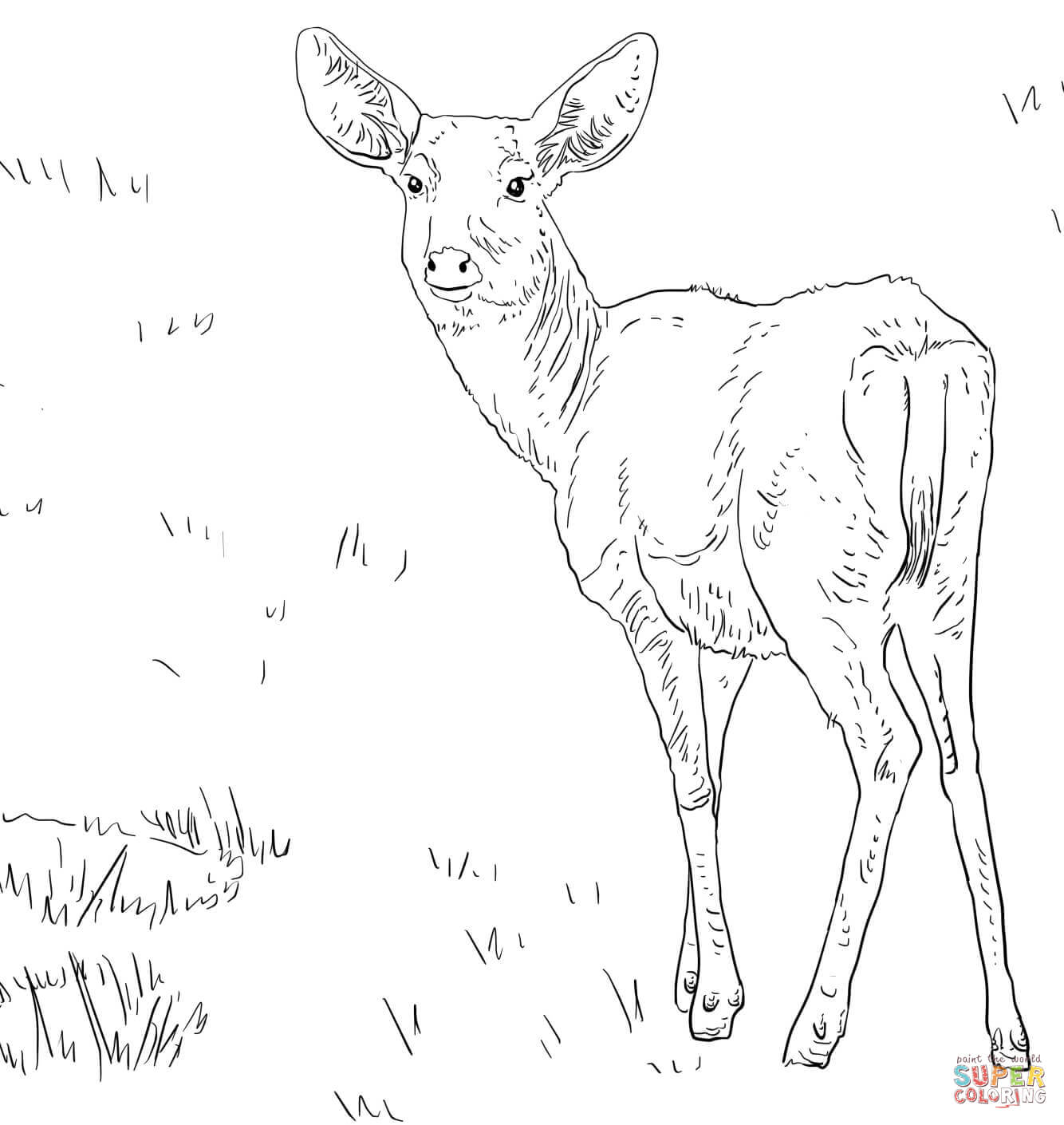 Female mule deer coloring page free printable coloring pages