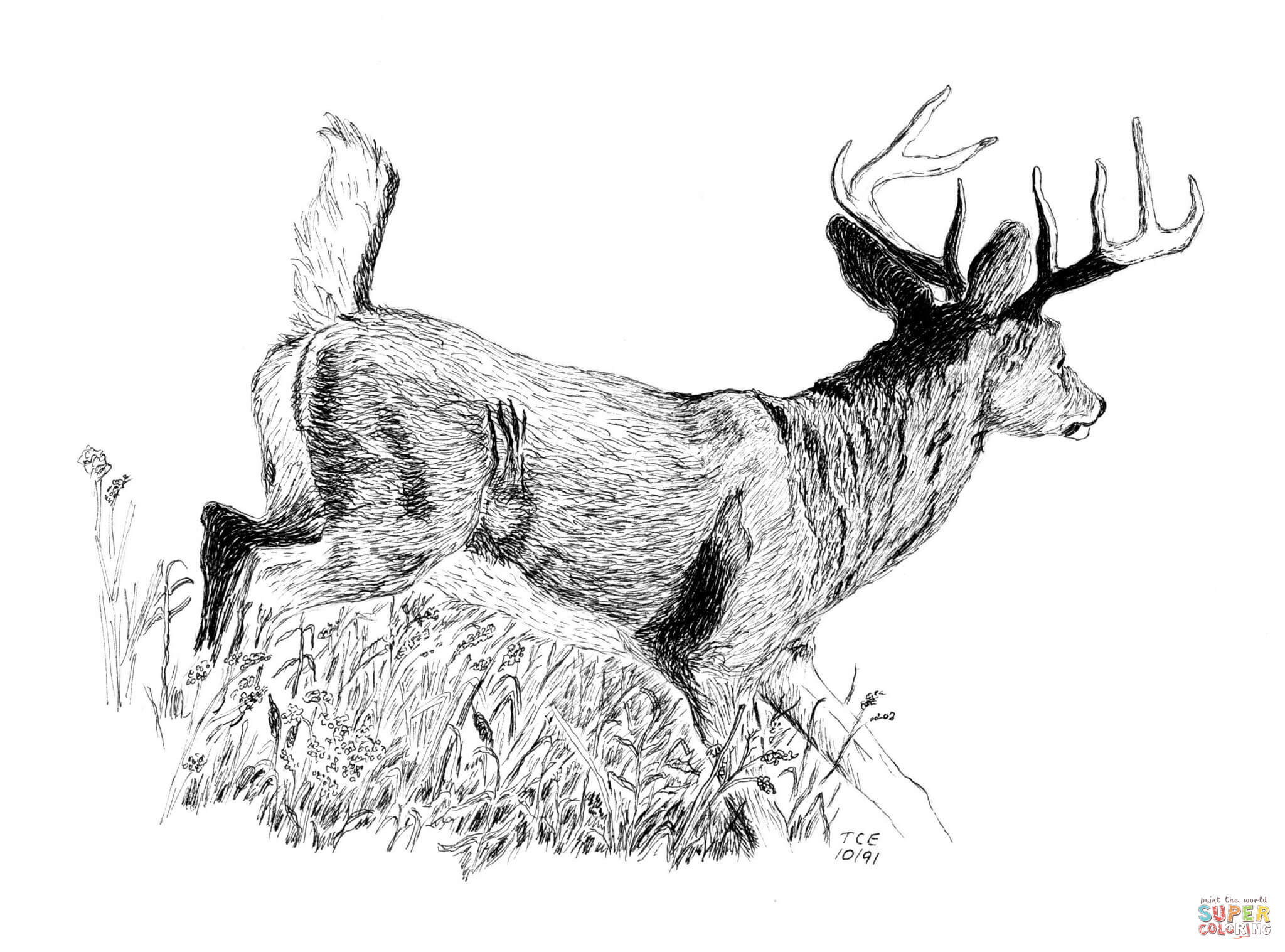 Whitetail buck coloring page free printable coloring pages