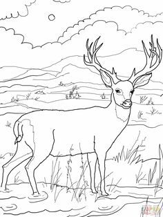 Deer coloring pages blacktail mule deer coloring online super coloring deer coloring pages coloring book pages forest coloring pages