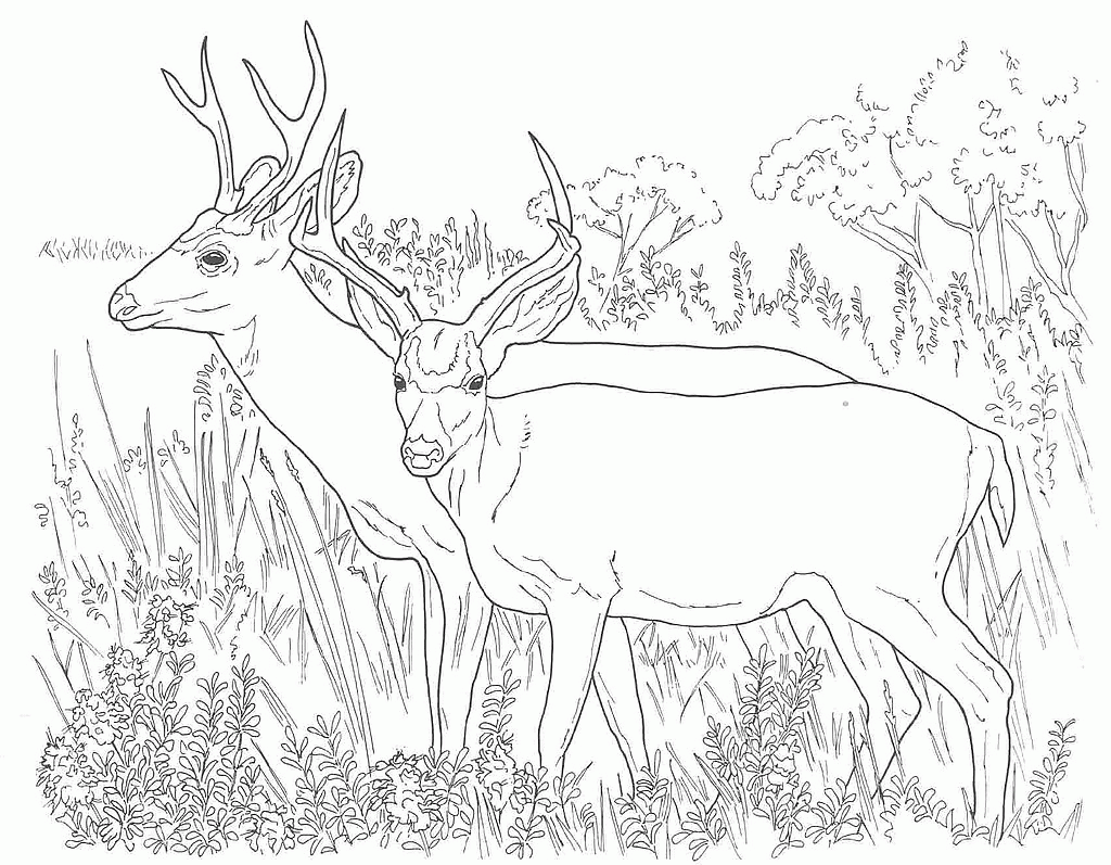 Realistic deer coloring pages