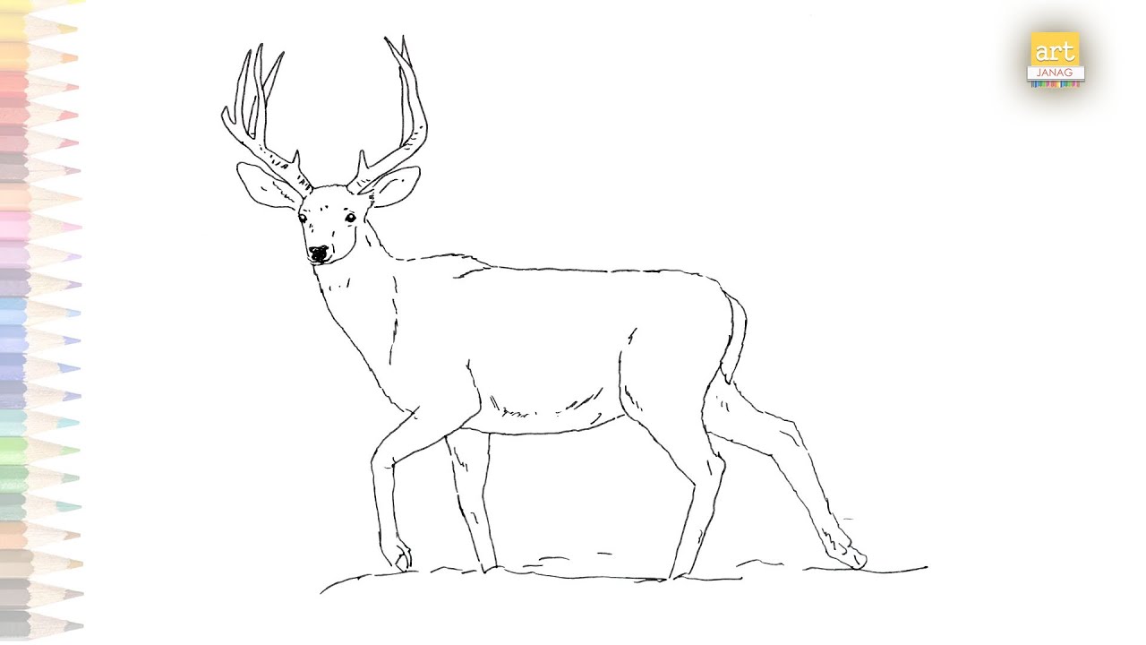 Mule deer buck drawing easy how to draw mule deer step by step deer drawing tutorials art janag