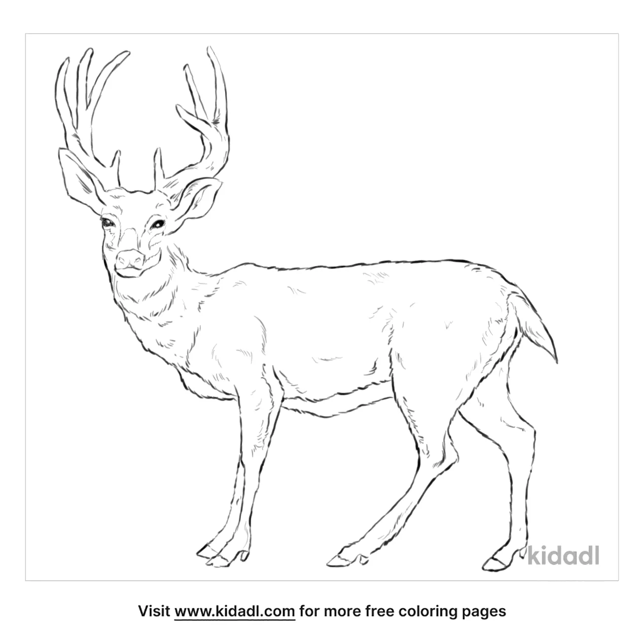 Free mule deer coloring page coloring page printables