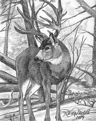 Mule deer drawings for sale