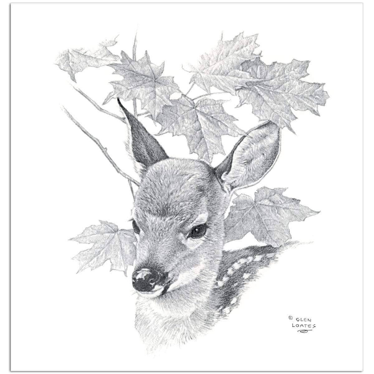 White tailed deer fawn portrait