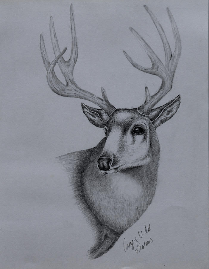 Mule deer ii drawing by gregory lee