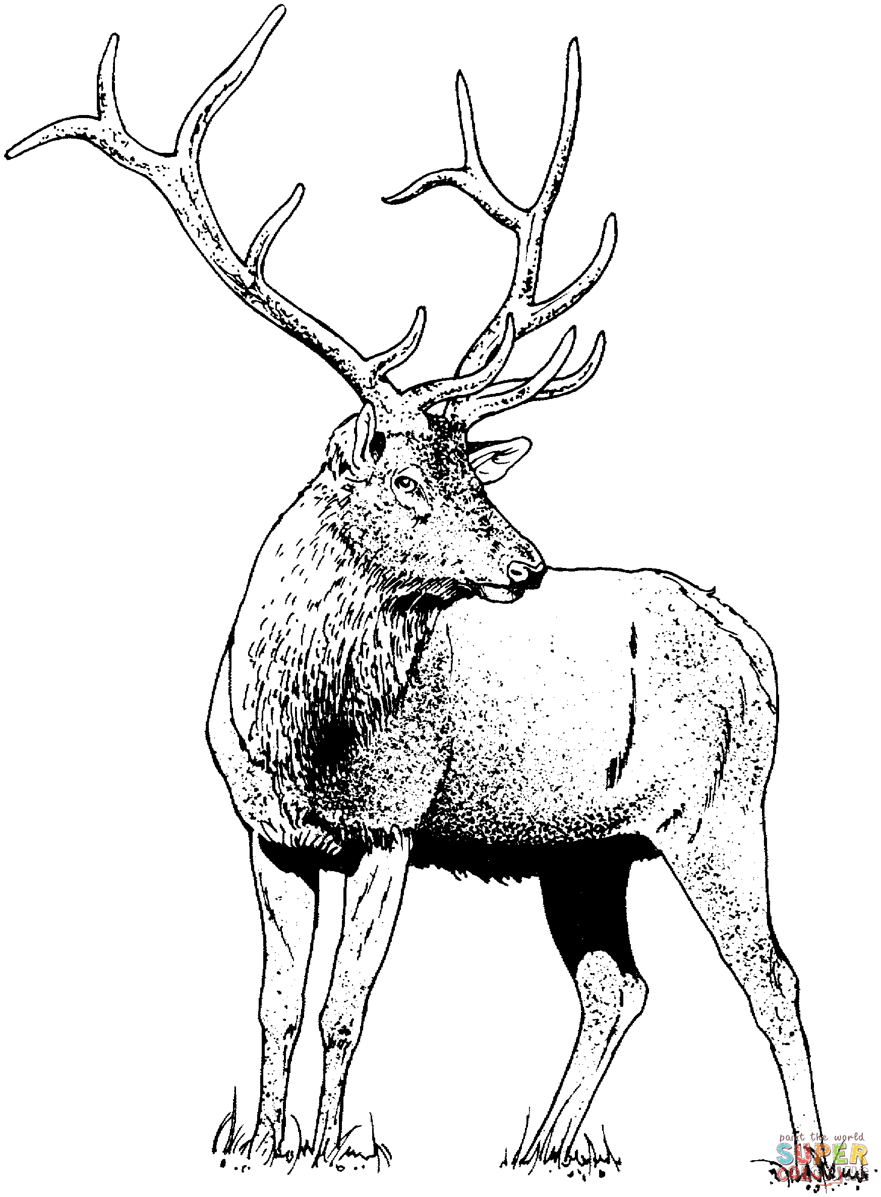 Gorgeous elk deer coloring page free printable coloring pages