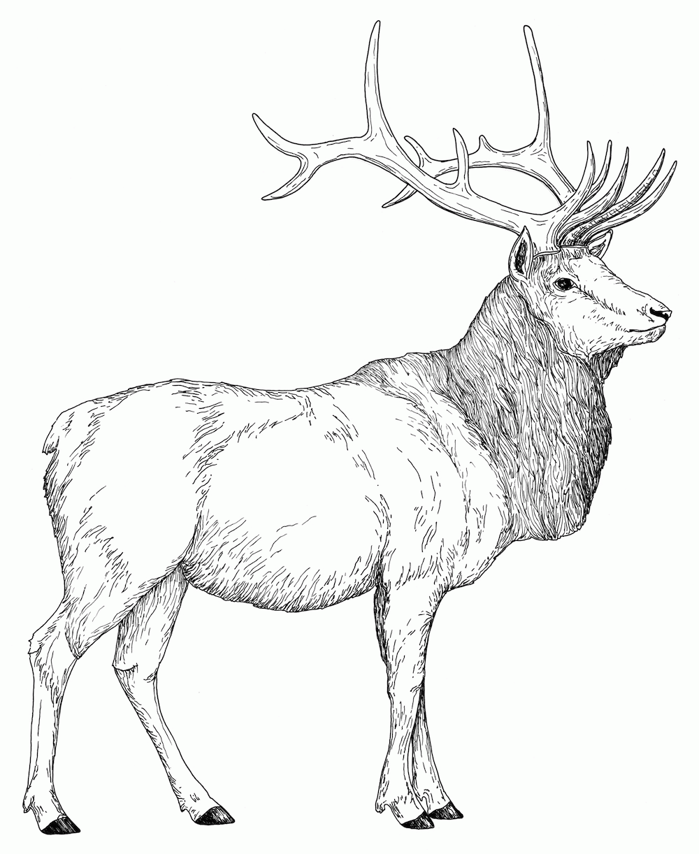 Free rocky mountain elk coloring page download free rocky mountain elk coloring page png images free cliparts on clipart library