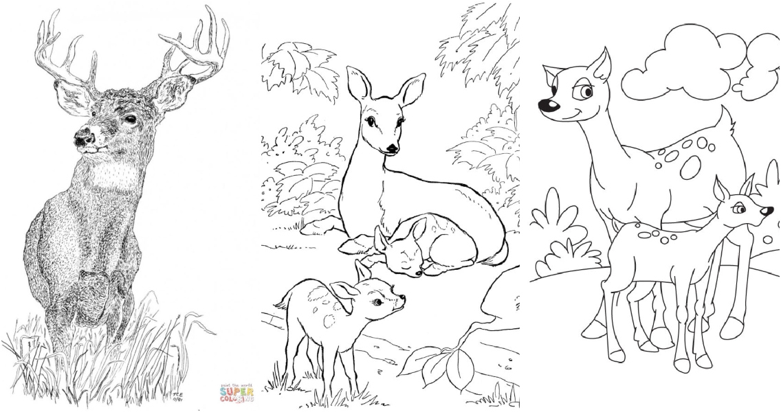 Free printable deer coloring pages for kids