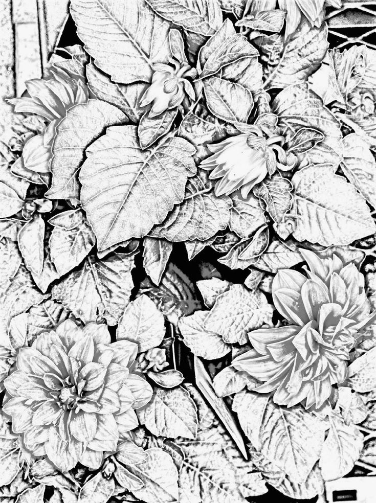 Image result for realistic coloring pages for adults nature flower coloring pages adult coloring pages coloring pages