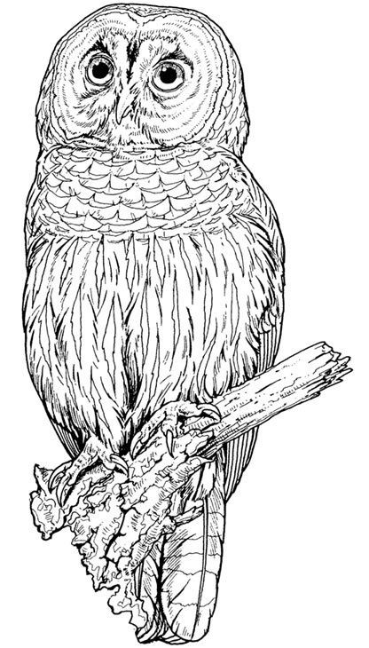 Backyard animals and nature coloring books free coloring pages owl coloring pages coloring pages free coloring pages