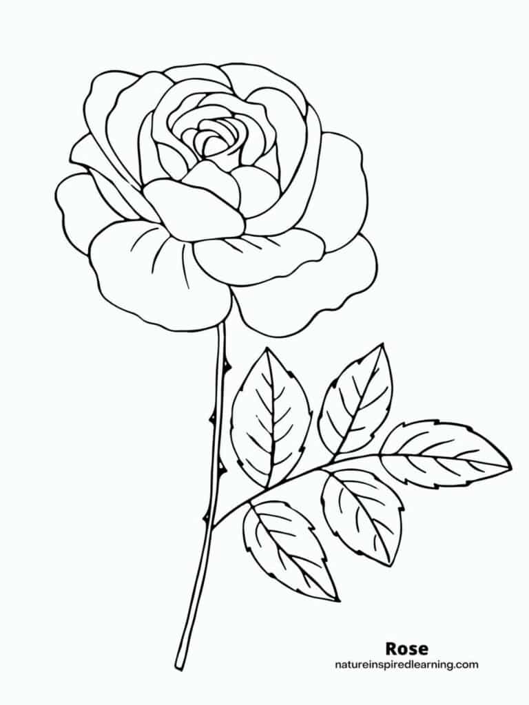 Realistic rose coloring pages