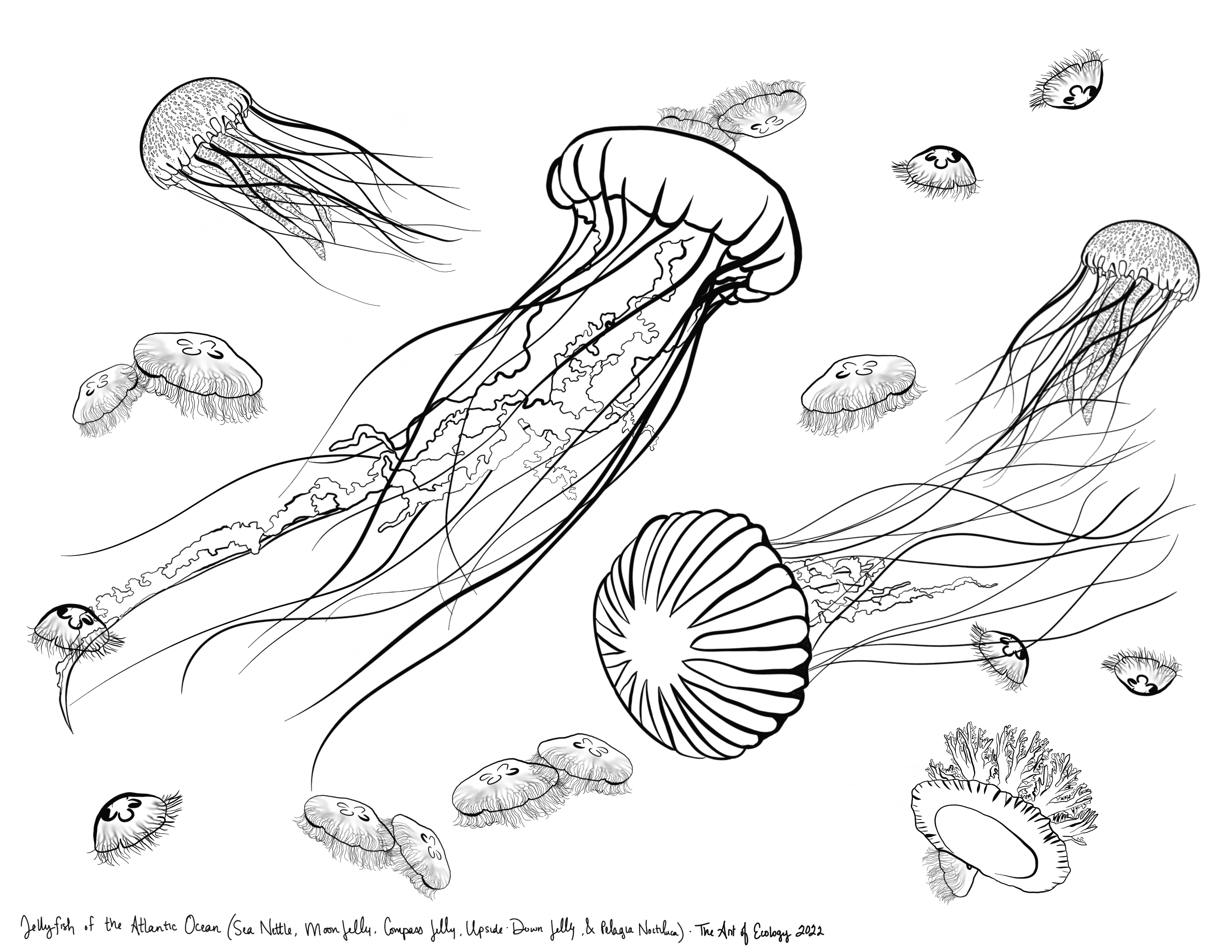 Marine animals coloring page bundle