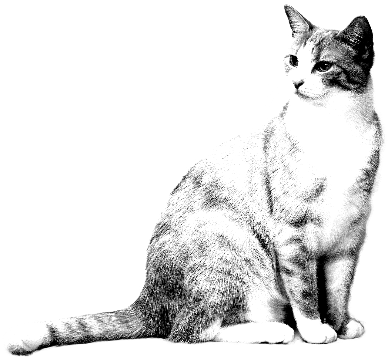 Realistic cat coloring page