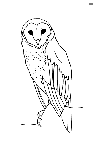 Owls coloring pages free printable owl coloring sheets