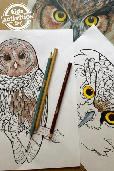 Realistic owl coloring pages