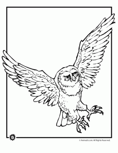 Owl coloring pages animal jr