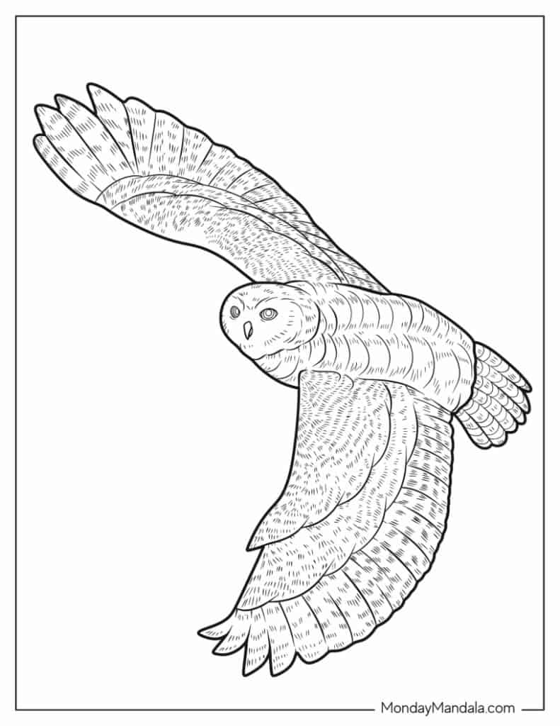 Owl coloring pages free pdf printables