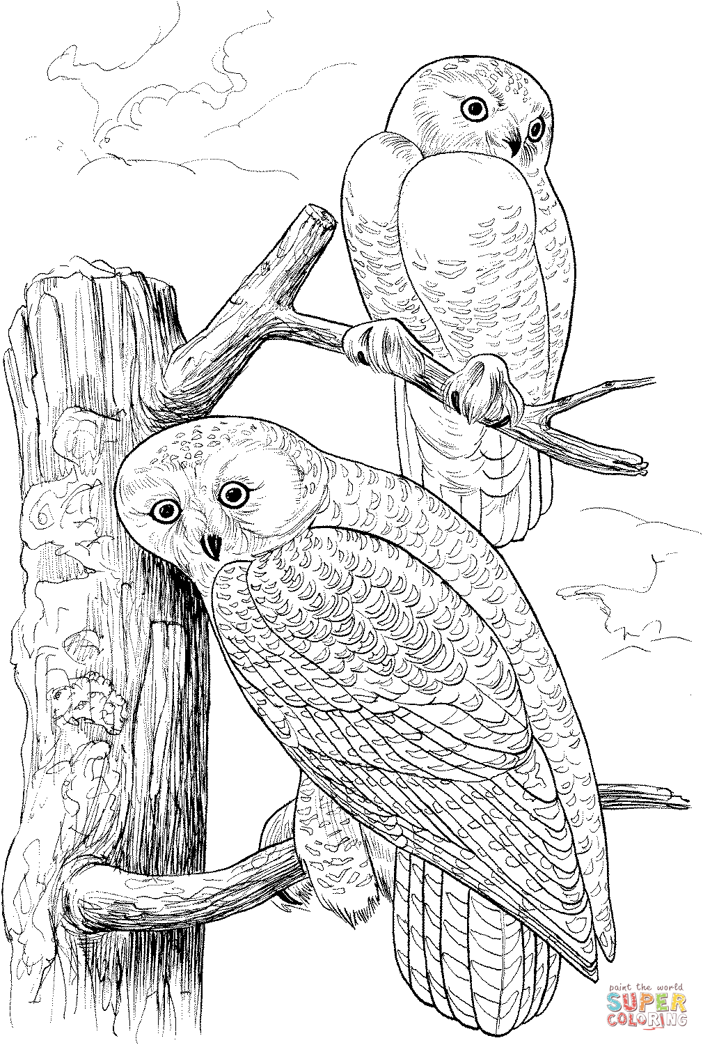 Two snowy owls coloring page free printable coloring pages