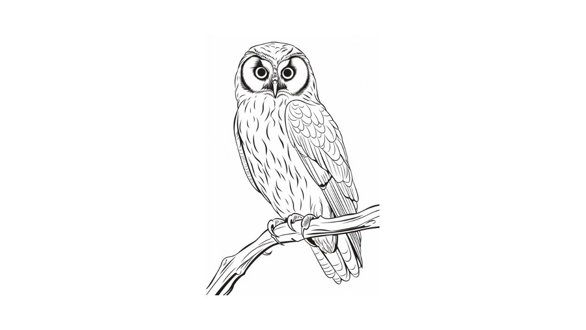 Owl coloring pages