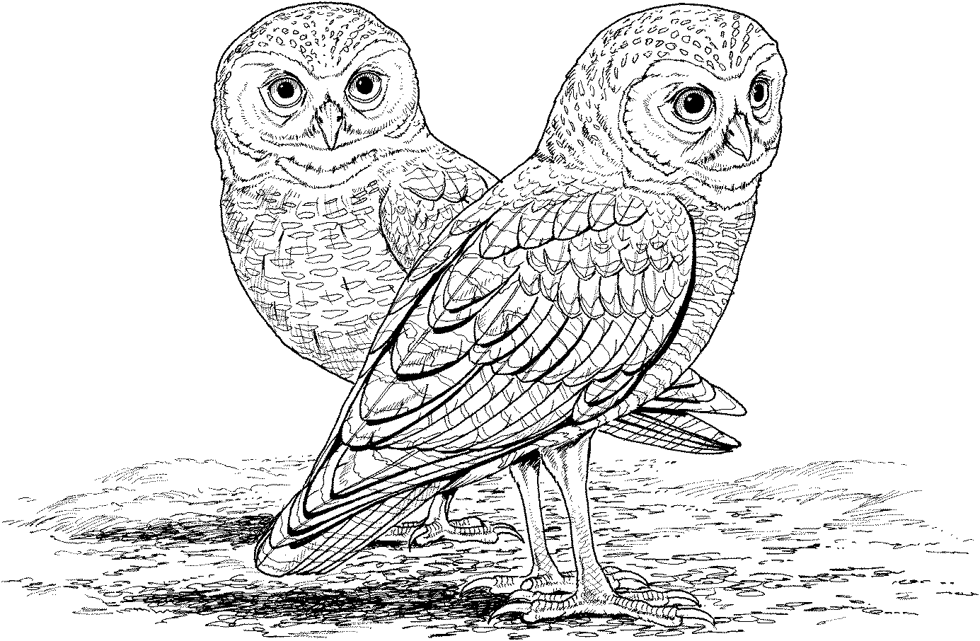 Coloring pages of cute owls animal coloring free printable owl coloring pages for kids owl coloâ owl coloring pages animal coloring pages animal coloring books