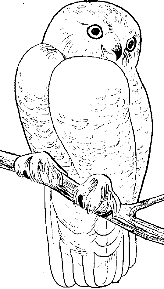 Snowy owl coloring page