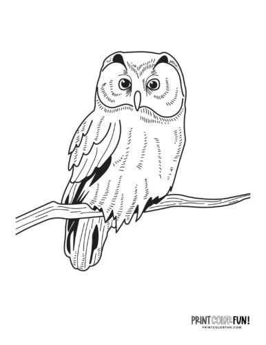 Whoos ready to color fun owl coloring pages clipart for young artists at