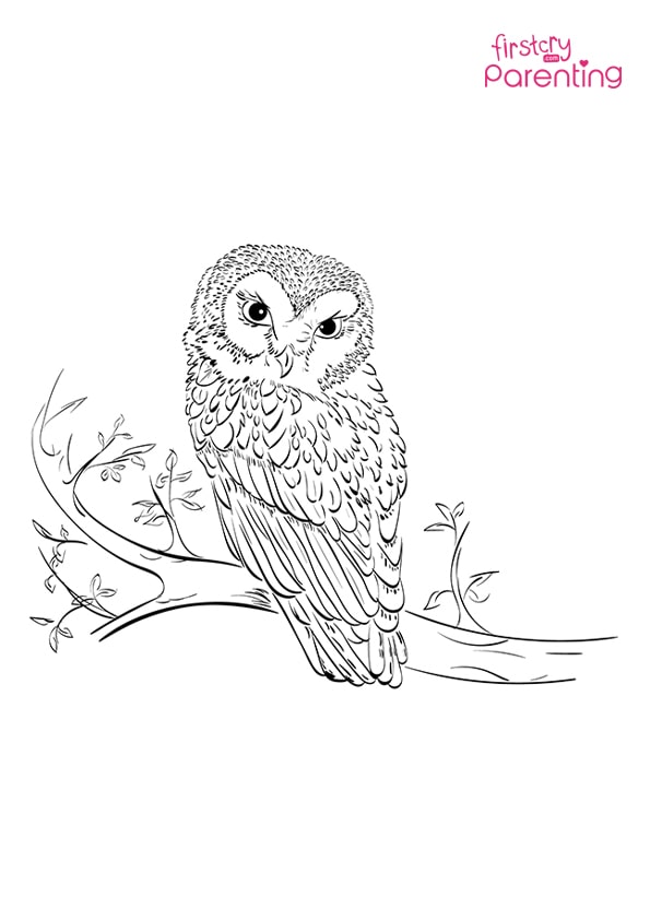 Owl on tree coloring page for kids