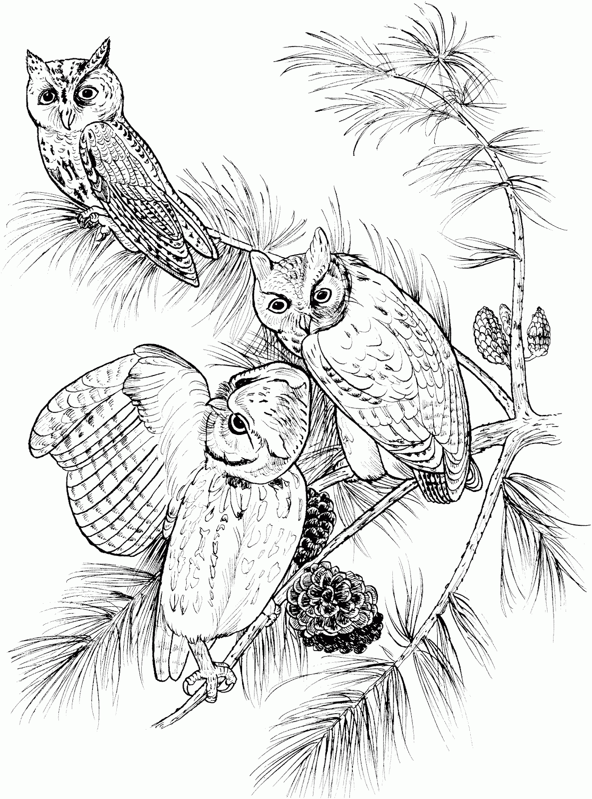 Owl coloring pages