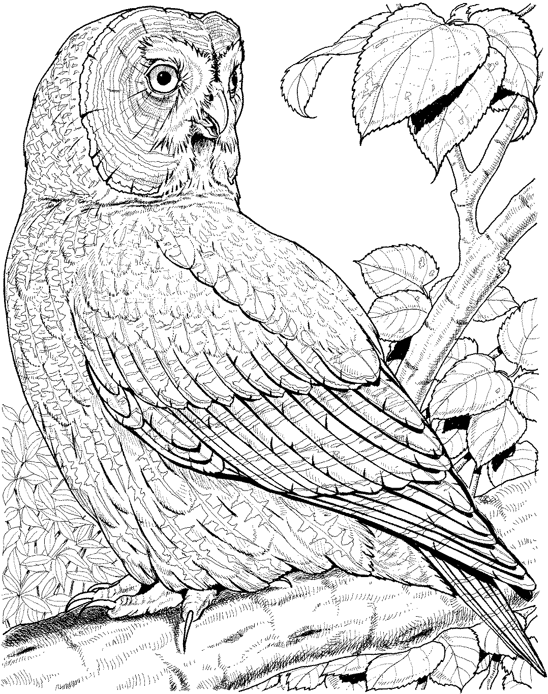 Free owl coloring pages