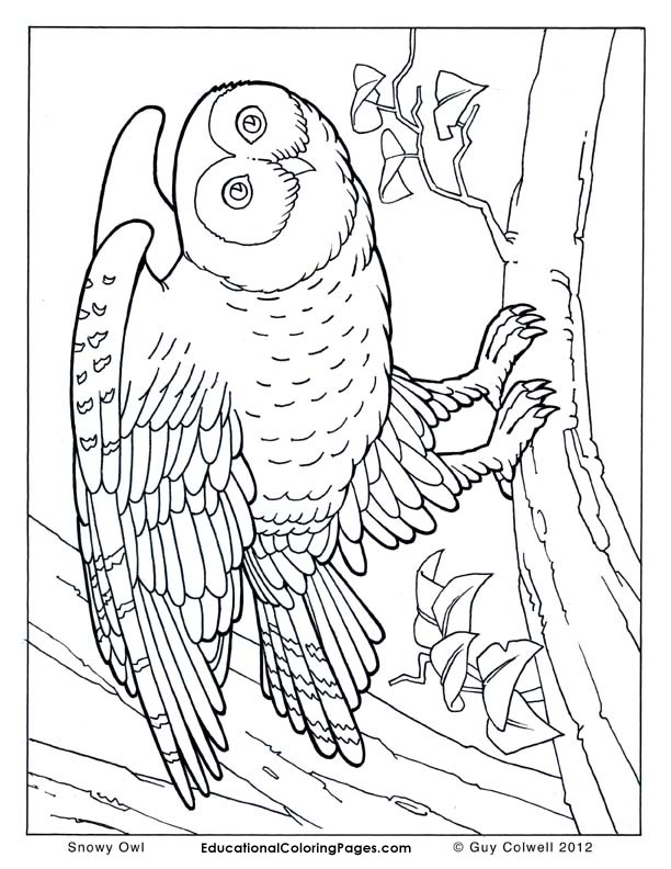 Birds book two coloring pages animal coloring pages