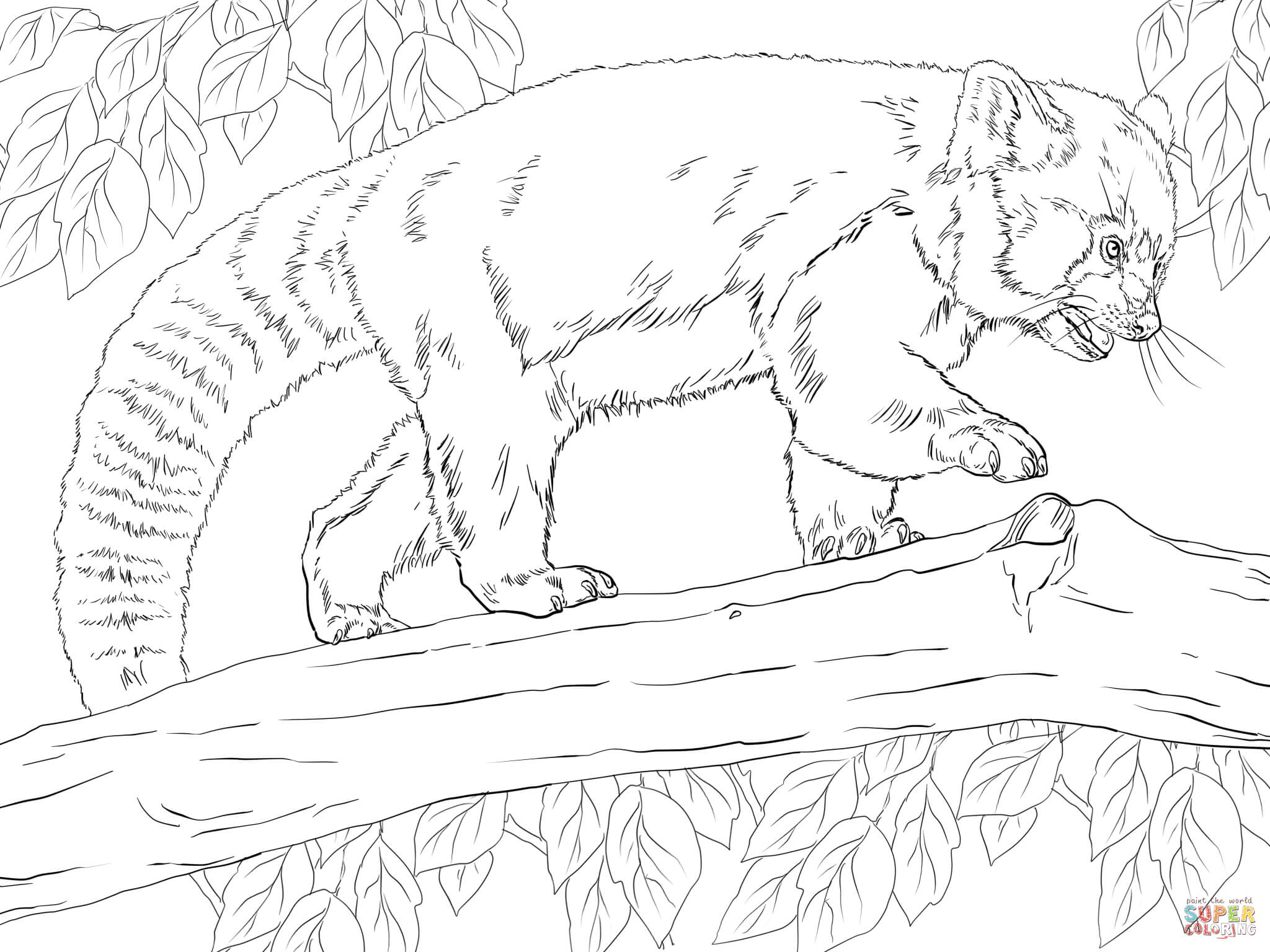 Realistic red panda coloring page free printable coloring pages