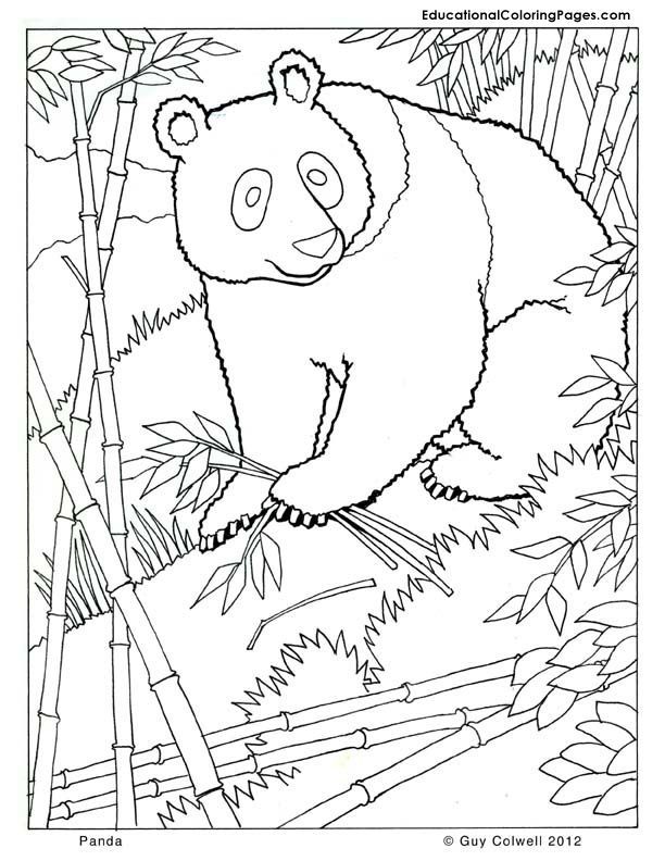 Mammals book four animal coloring pages for kids panda coloring pages zoo animal coloring pages zoo coloring pages