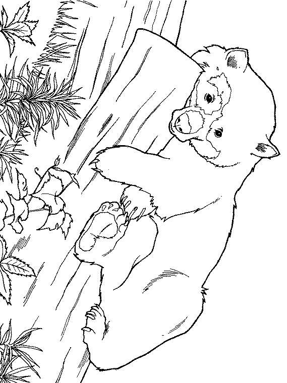 Giant panda coloring