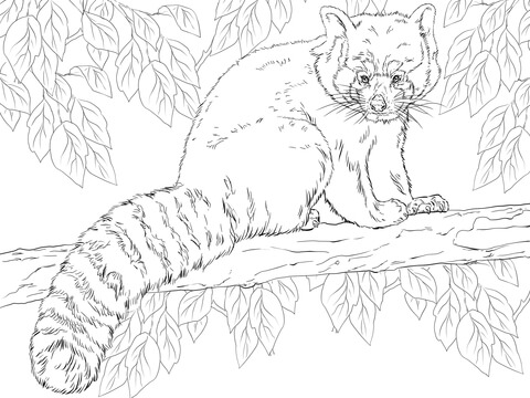 Red panda sitting on branch coloring page free printable coloring pages