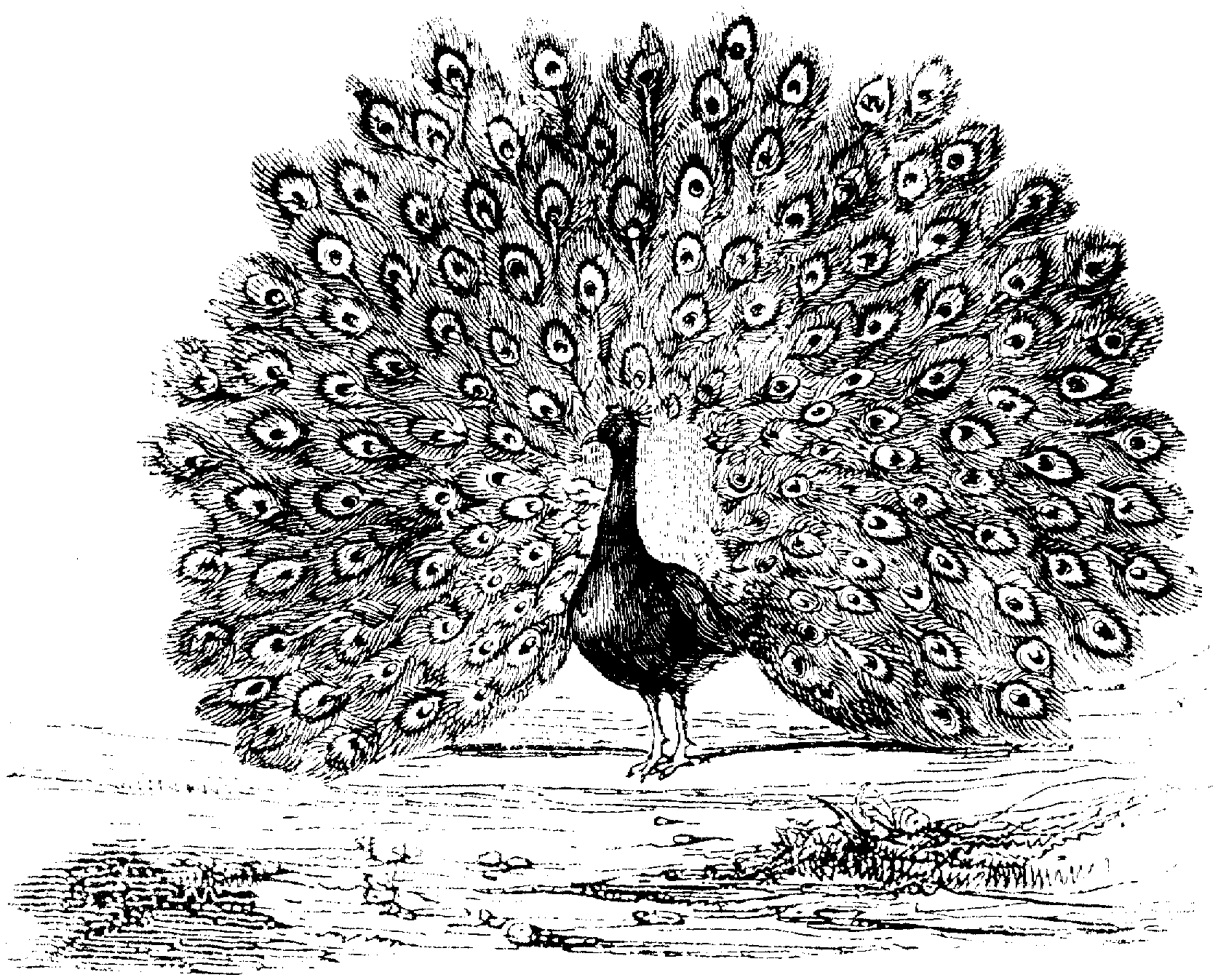 Free printable peacock coloring pages for kids