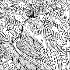 Peacock coloring pages for kids